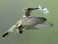 Hummingbird with nesting material
